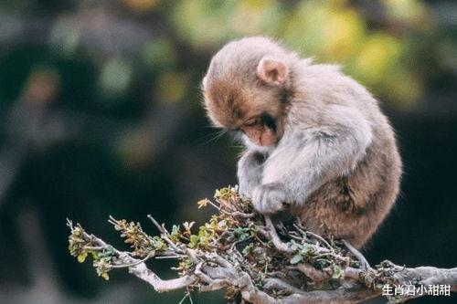 猴子变成人的猴子视频