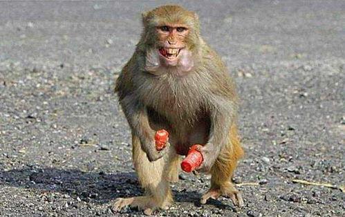 猴子变成人的猴子视频