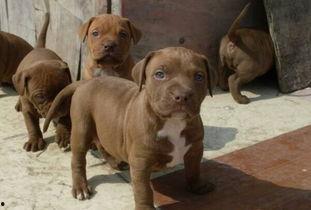 成人比特犬搏斗视频大全,成人比特犬搏斗视频大全回顾