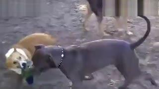 成人比特犬搏斗视频大全,成人比特犬搏斗视频大全回顾