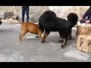 成人比特犬搏斗视频大全,成人比特犬搏斗视频大全回顾